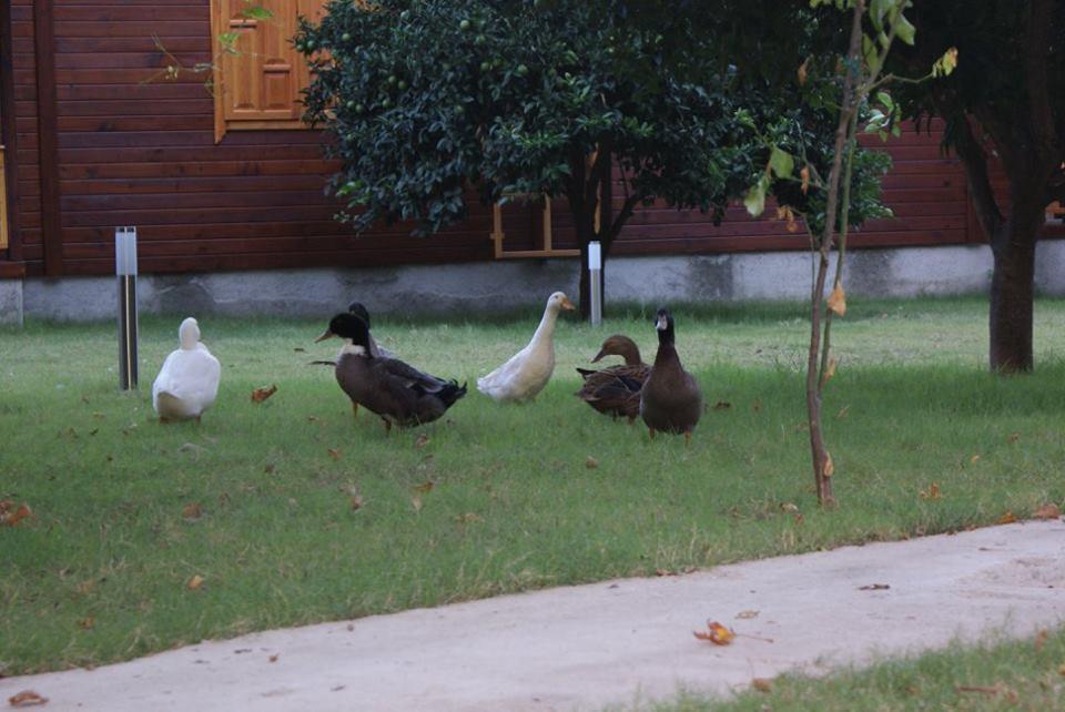 Çıralı Maji Village מראה חיצוני תמונה